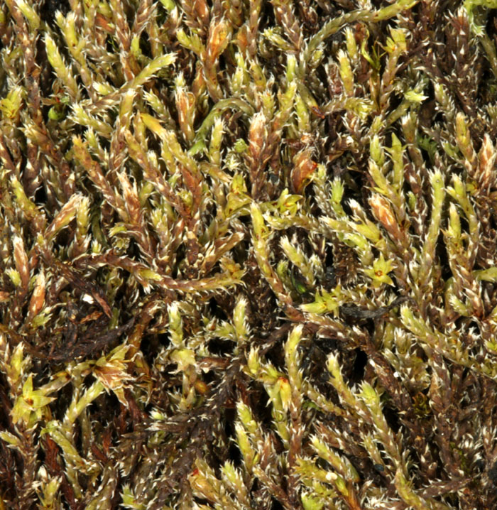 Hedwigia ciliata